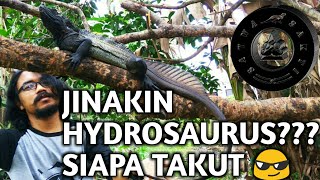 JINAKIN SOA LAYAR 100 AMPUH  Hydrosaurus SAILFIN DRAGON Indonesia [upl. by Suolkcin]