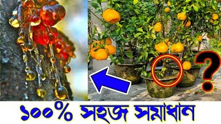 গ্যামোসিসকান্ড ফেটে আঠা ঝরছে 100 সহজ সমাধান gummosis treatment  disease of mango amp citrus [upl. by Omrellig]