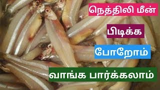 நெத்திலி மீன் பிடிக்க போறோம்\ Catching anchovies fish in the sea [upl. by Heger139]