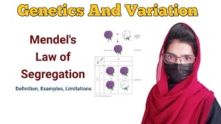 law of segregation  Monohybrid cross  genetics and variation lawofsegregation [upl. by Aihcrop]