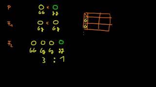 klassische Genetik 01  Mendelsche Regeln 1 und 2 [upl. by Eilrac]