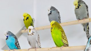 Daily Life of our Budgies 3 [upl. by Rawdon417]