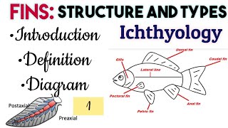 1FinsStructure and TypesOrigin and Evolution of Paired FinsIntroDefinitionDiagram Ichthyology [upl. by Seldan]