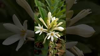 Tuberose timelapse tuberose [upl. by Roane]