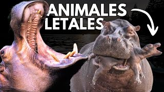 🔥 Los 10 Animales MÁS PELIGROSOS del Mundo ¡Criaturas MORTALES💀 que NO Querrás Encontrarte [upl. by Odnomyar]