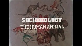 Sociobiology The Human Animal  Part I  1977 [upl. by Lek]