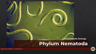 BIO11605NEMATODA Roundworms nematodes [upl. by Aliuqahs]