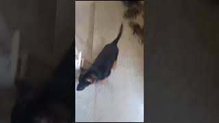 Back home using staircase dog doglover funny [upl. by Natividad]