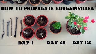 How to Propagate Bougainvillea from Cuttings [upl. by Gare]