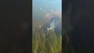 Unbelievable underwater pike strikes😮😮😮 underwatercamera waterwolf irishpiker4Irishpiker [upl. by Atinihs514]