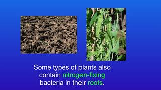 GCSE Biology Revision The Nitrogen Cycle Triple [upl. by Ydna575]