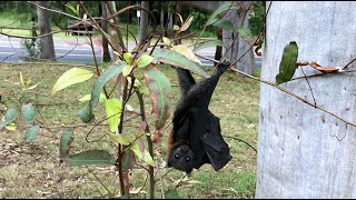 Rescuing a flyingfox pup opposite the colony this is Mattie [upl. by Enelak]