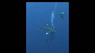 Oceanic Whitetip Shark Attack Egypt 2022 [upl. by Ratha]