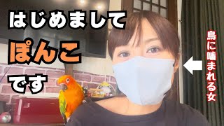 鳥に噛まれる女の自己紹介【インコ＆文鳥】 [upl. by Dnalkrik]