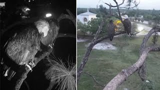 SWFL Eagles 🦅 F23 amp E23 spend night on attic 😴 Morning brings squees amp fancy flying 🥰 2023 Mar 22 [upl. by Selimah]