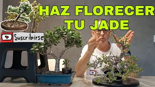 HABLAR DE COMO HACER FLORECER JADE Y PORTULACARIA AFRA BONSAI [upl. by Burbank571]