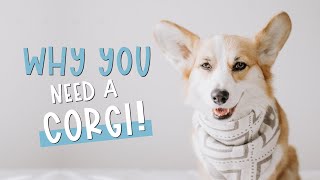 Reasons You Should Get a Corgi shorts [upl. by Harman]