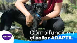 Adaptil 🐶 Cómo usar el collar y para qué funciona [upl. by Boccaj]