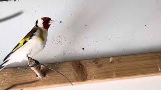 Stieglitz Major 🦅 Goldfinch Voliere Flying White Head birds goldfinch birdsounds Щеглов [upl. by Gershom]