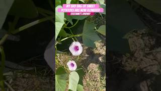 Sweet Potatoes Have Flowered  Urban Garden  Zone 8A GA  Steffanie’s Journey [upl. by Tatum402]