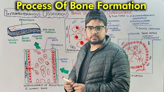 Steps of Bone Development Intramembranous Ossification Part 1 [upl. by Eiffub656]