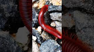 Nice Millipede 8milipedes frog nature babyanimals [upl. by Seena693]