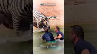 Rescuing Little Zebra zebra animals zebrashorts shorts shortsviral [upl. by Yecnahc640]