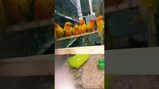 The Best Parrots for Beginners Sun Conure Overview [upl. by Itak]