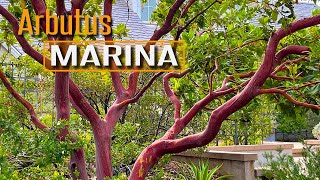 Amazing Bark Amazing Tree Arbutus Marina Marina Strawberry Tree [upl. by Maxa]