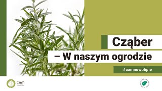 Cząber górski  W naszym ogrodzie odc 19 [upl. by Aicatsan]