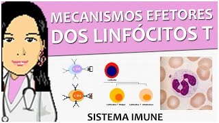 Imunologia 11  Mecanismos efetores dos Linfócitos T [upl. by Shieh]