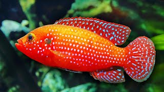 Top 10 Colorful Freshwater Aquarium Fish [upl. by Euqinue]