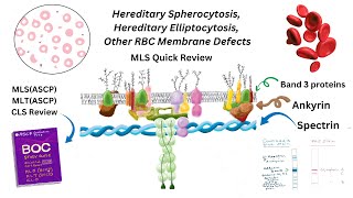 Hereditary Spherocytosis Hereditary Elliptocytosis and Red Blood Cell Membrane Defects [upl. by Downall]