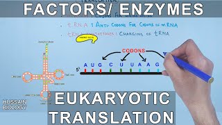 Enzymes and Factors in Eukaryotic Translation [upl. by Aihsekin863]