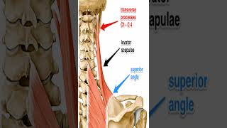 Anatomy Levator Scapula Shorts [upl. by Akemad]