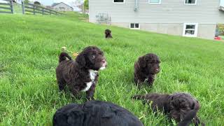 Portuguese Water Dog Puppies Video [upl. by Stroud]