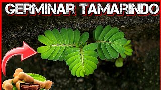 🌳 Como GERMINAR Tamarindo  Sembrar Semillas de TAMARINDO  Cultivar ÁRBOL de tamarindo [upl. by Humberto574]