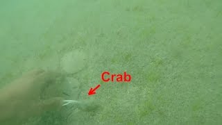 Finding Sand Dollars  Englewood Beach Florida [upl. by Quackenbush]