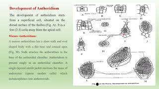 Riccia Development of Antheridium [upl. by Spalla]