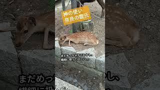 繊細そうな子どもの鹿さん 奈良 鹿 shorts animals deer [upl. by Nikal157]