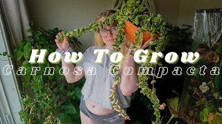 How To Grow amp Care for All Hoya Carnosa Compacta Variegata [upl. by Klemens104]