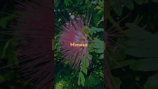 Embrace the Delicacy of Mimosa in Perfumes Mimosa FloralFragrance [upl. by Melia240]