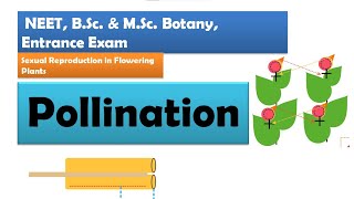 Pollination in Flowering plants  NEET BSc amp MSc Botany [upl. by Ainna]