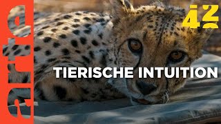 Wissen Tiere mehr als wir  42  Die Antwort auf fast alles  ARTE [upl. by Atalya]