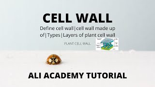 cell wall structure and function in urdu  cell wall structure and function class 11  cell wall [upl. by Elbag]