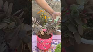 Kalanchoe laxiflora Baker ☘️ youtubeshorts shorts garden kalanchoe plants [upl. by Standish]