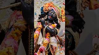 Beautiful Darshan of Sri Radha Govardhanadhari newgovardhan moutain murwillumbah ytshorts yt [upl. by Uzial]