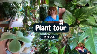 PLANT TOUR 2024🌿 Mes plantes dans la véranda  Philodendron  Pothos  Monstera  Dischidia  Etc [upl. by Aknaib]