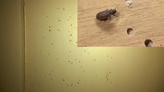 DIY  How to get rid of Wood Borer  100 Fix [upl. by Gloria]