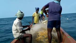 Traditional fishing in tamilnadu sea shoreIndia [upl. by Relyks]